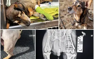 Pomohli jste uhradit veterinární péči pro pejsky bez domova