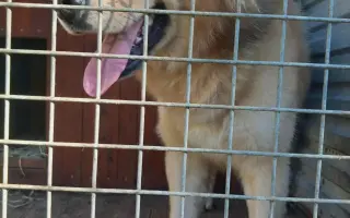 Očkování proti psincovému kašli