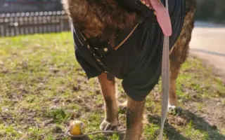 Pomoc Furině v boji s lupusem (SLE)