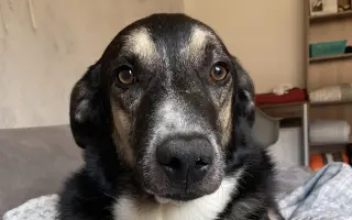 Sirius a jeho léčba rakoviny