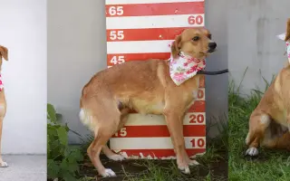 Pomáháme opuštěným a týraným psům najít cestu domů 🩷