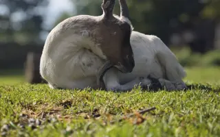 Sucho vypálilo pastviny. Zachráněná zvířata potřebují seno.