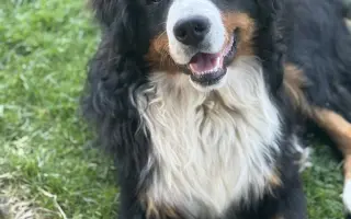 Pomozte Maxovi znovu běhat! 🐾