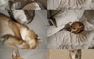 Pomoc Charliemu od bolesti
