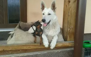 Fenka Bára vždy stála při Pavlíně, teď je řada na ní