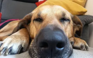 Darujte prosím Roxy život – šance na operaci a další roky plné radosti