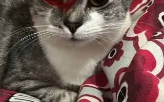 Daisy bojuje o život. Pomozme jí znovu dýchat