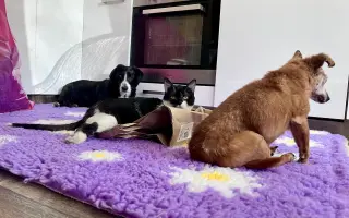 Rychlejší hojení pro zraněná zvířata z ulice v Útulku Tibet z.s.