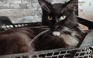 Slunce pro zachráněné kočičky - pergola se zázemím