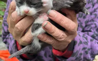 🎄 Rok 2026 pro kočky v Mostě – Pomozte nám ho zvládnout