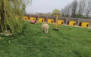 Pomozte zachránit Psí domov spolku Zastavme Utrpení.