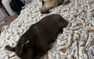 Sheilinka už dvakrát vyhrála. Pomozme jí bojovat potřetí.