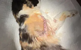 Pomoc pro opuštěná zvířátka - Kastrace, veterina, krmeni, kočkolit