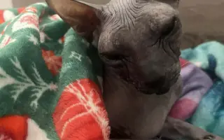 Boj o život naháče Iwa