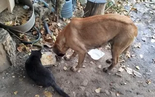 🚐 Naplníme společně auto nadějí pro psy a kočky bez domova 🐾❤️