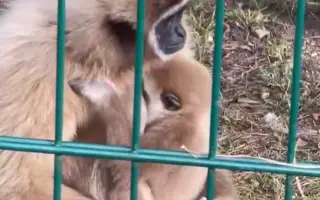 Druhá šance pro rodinu Gibonů