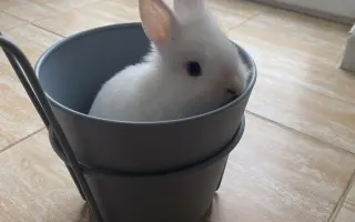 Pomoc pre malého Dupíka