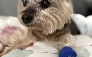 Pomozte Kessynce znovu se postavit na všechny čtyři 🐾