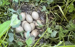 Zabraňme společně zbytečné smrti již brzy narozených srnčat a dalších mláďat