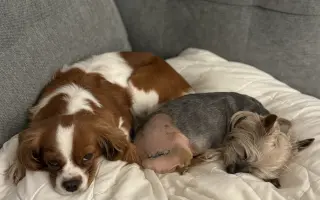 Pomozte Kessynce znovu se postavit na všechny čtyři 🐾