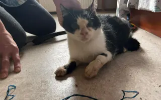 Pomozte nám zachránit 14 koček v ohrožení života!