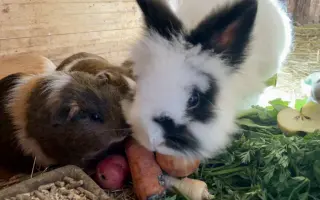 Pomozte❤️ Srdce pro zvířata - naděje pro opuštěné