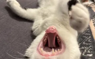 Pomoc s léčbou kocourka Shadyho