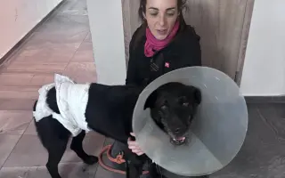 Lepší život pro Baska - sbírka na MRI