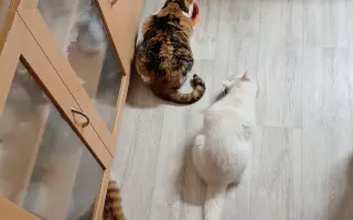 9 nalezených Lásek