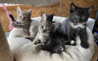 Šance na život pro Ouška a další kočičky z našeho depozita