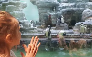 Terapie s delfíny pro naší vílu