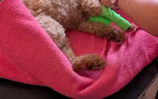 Pomoc s náklady na léčbu a rehabilitaci pro Aishu