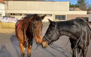 Důstojný život pro naše koňské kamarády