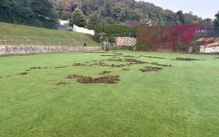 Oplocení fotbalového hřiště proti divokým prasatům