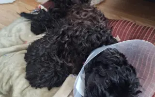 Pomohli jste Medvídkovi Pú k lepšímu zraku