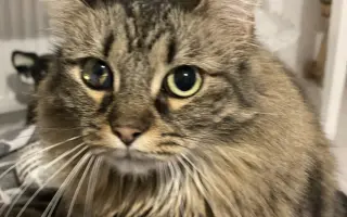 Kočky vrní, faktury křičí. Pomozte MonPet z.s. dál zachraňovat kočičí životy.