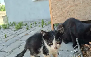 A zase ta koťata! - Pomoc opuštěným koťatům a kočkám v nouzi