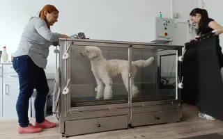 Operace pro pudlinku Abynku