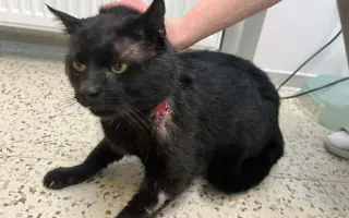 Pomozte nám s kastracemi a léčbou nemocných a zraněných koček