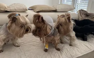 Pomozme Welle po nálezech rakoviny vidět, Daře k pohybu a Willymu ke zdraví