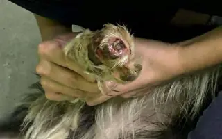 Zachraňme společně nemocného Badýska