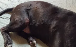 Pomozte Blackovi s agresivním melanomem