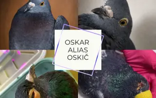 Záchranný balíček pro holuby v tísni