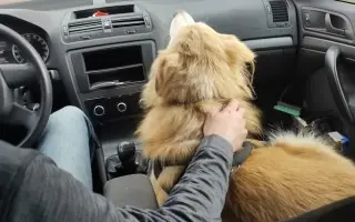 FOXY čekal 10 let na domov. Konečně ho našel. Teď bojuje o život.