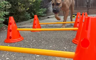 ❤️ Pomozme Ladynce znovu běhat 🐾