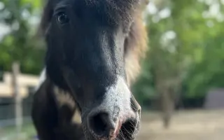 Pomozme třem statečným poníkům ke zdraví, které si sami vyběhat nemohou
