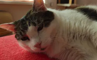 Veliký Nero má veliký nádor v hlavičce