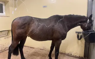 Pomozte zachránit Gryffiho život