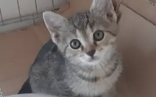 Pomoc pro nová koťata a kočičky - Kočky u Katky