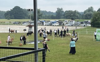 Pomoc jezdeckému klubu Baník Ostrava po povodních